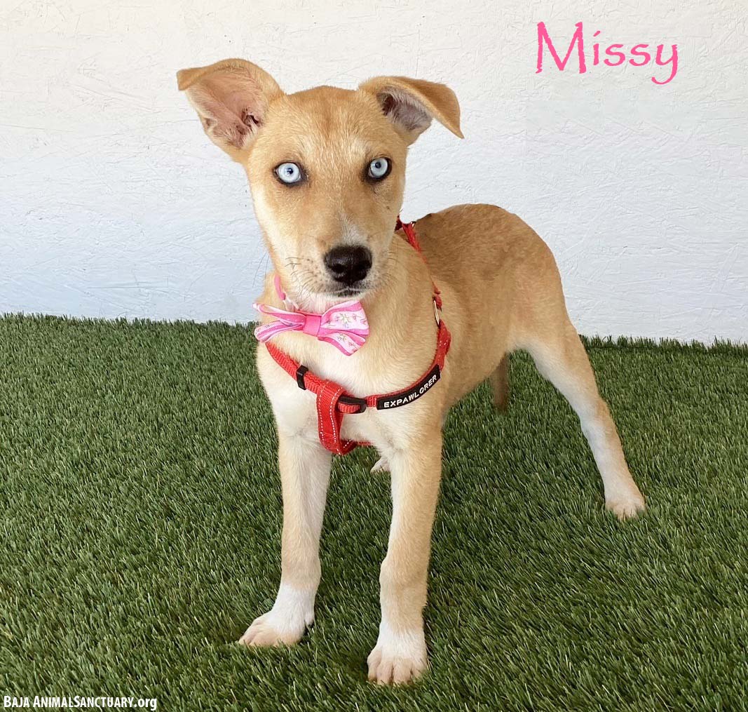 Missy