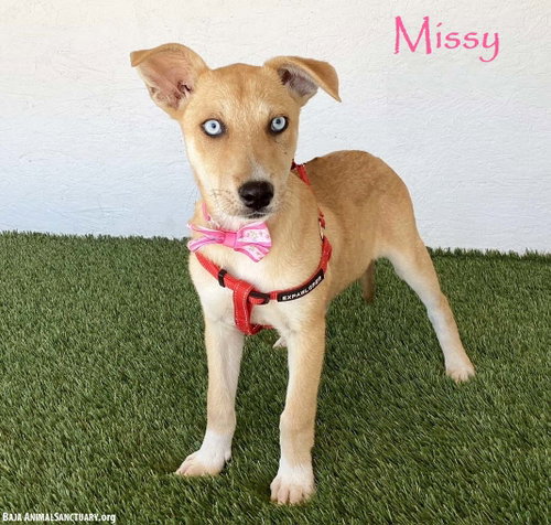 Missy, Shepherd / Husky / Mixed (short coat)