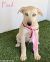 Paul — San Diego, CA Adoption