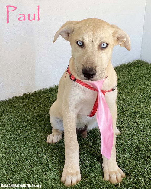 Paul, Yellow Labrador Retriever / Husky / Mixed (short coat)