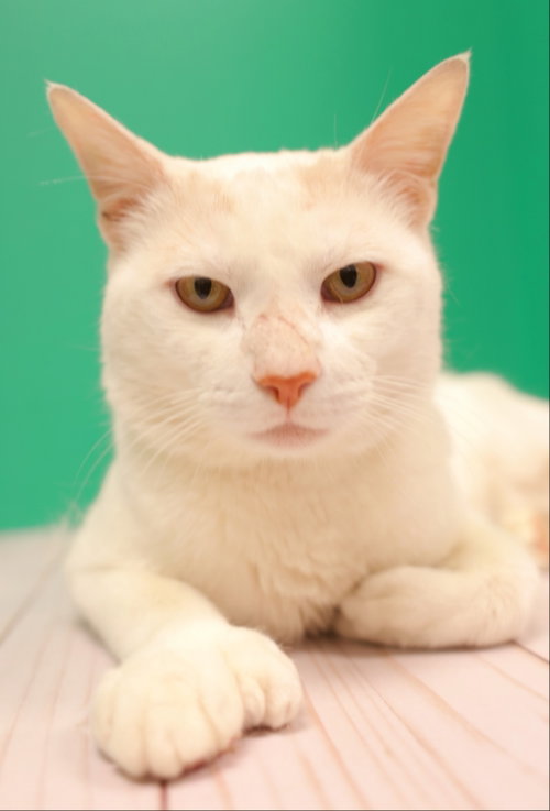 Lucky, Adult Domestic Short Hair, cat for adoption in Taunton, Massachusetts