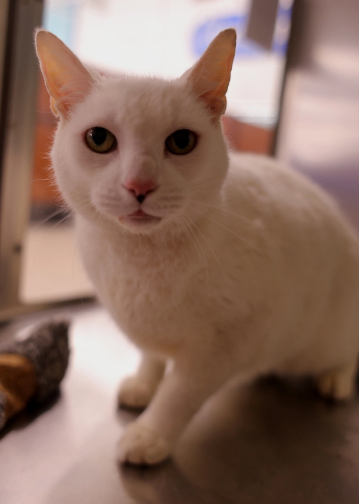 Cats for Adoption in Boston, Massachusetts Alpha Paw