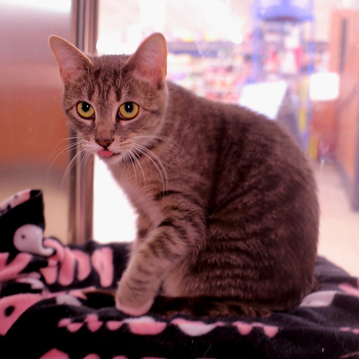 adoptable Cat in Schenectady, NY named Lola