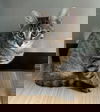 adoptable Cat in , MA named Ginger