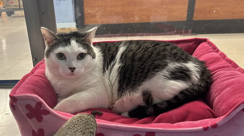 VIOLET - Domestic Short Hair available for adoption