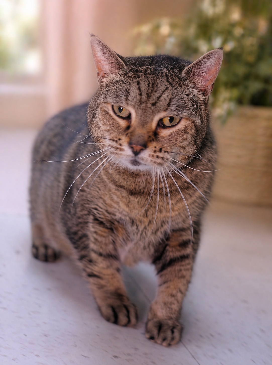Artemis