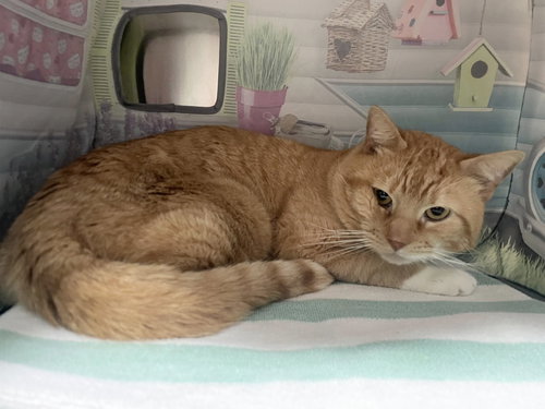 Simba, an adoptable Domestic Short Hair in Salem, MA