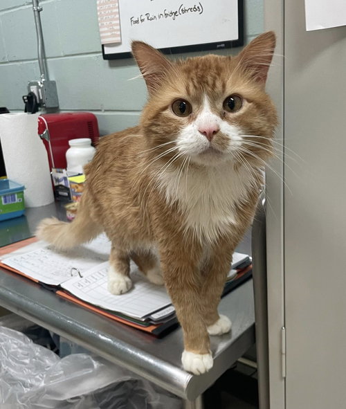 Scruffy, an adoptable Domestic Long Hair in Salem, MA