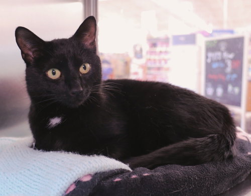 Avalon, an adoptable Domestic Short Hair in Salem, MA