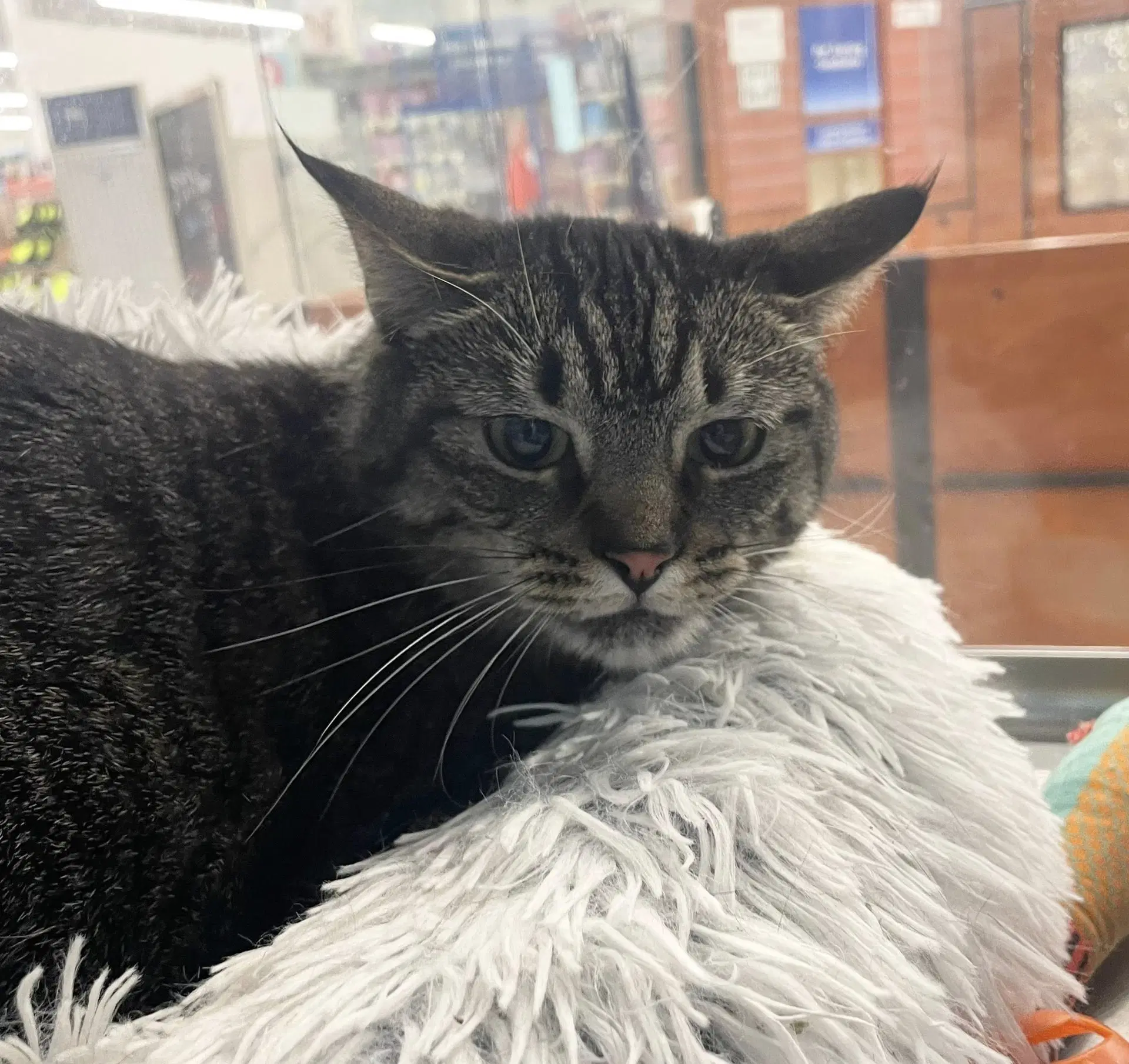 Rain - Domestic Short Hair