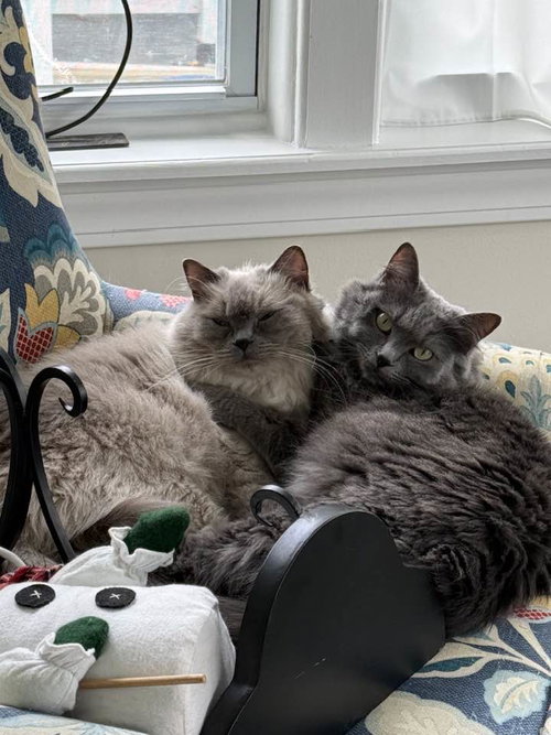 Evie, an adoptable Ragdoll in Salem, MA