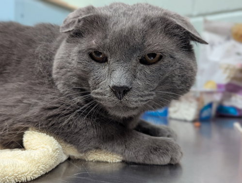 Gray, an adoptable Domestic Short Hair in Salem, MA
