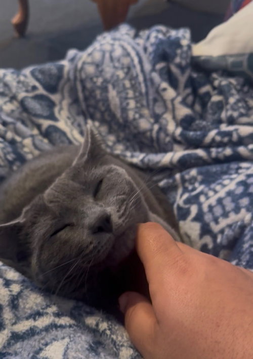 Naya, an adoptable Russian Blue in Salem, MA