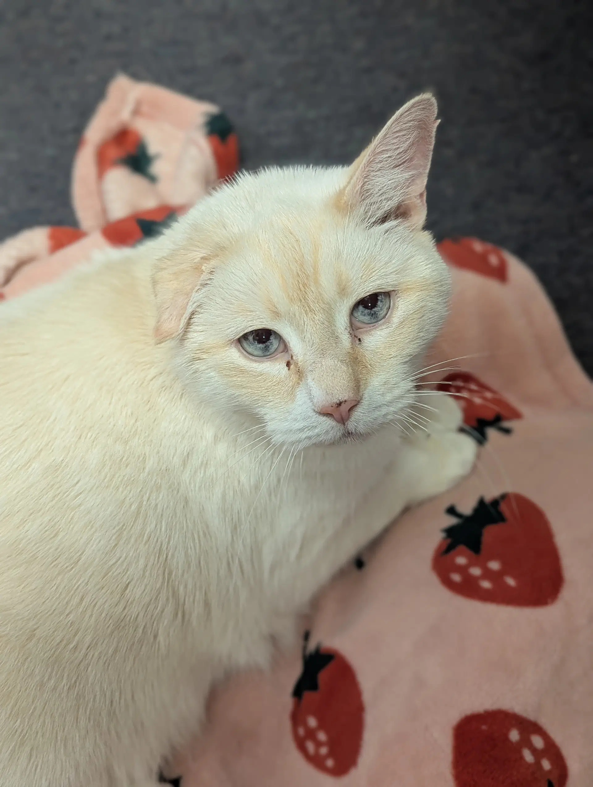 Bernard - Domestic Short Hair