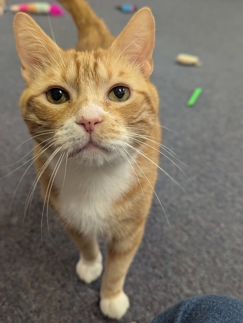 Heathcliff, Adult Domestic Short Hair, cat for adoption in Taunton, Massachusetts