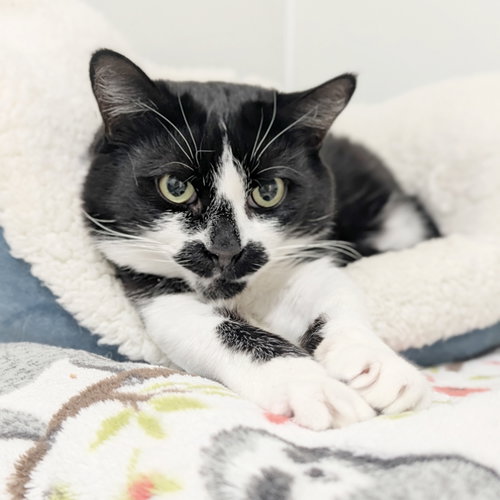 Domino, Adult Domestic Short Hair, cat for adoption in Taunton, Massachusetts
