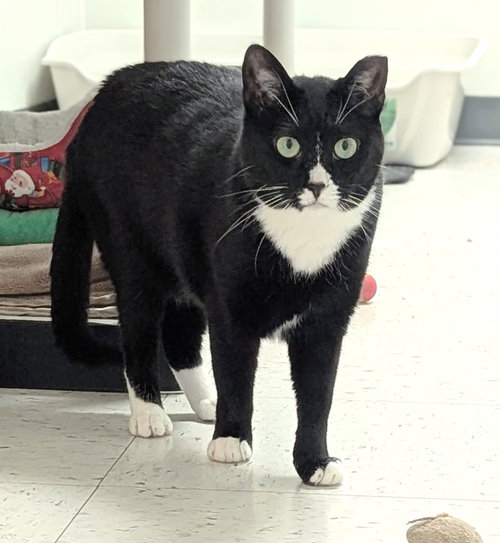 Trisha, Adult Domestic Short Hair, cat for adoption in Taunton, Massachusetts