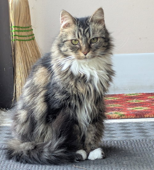 Penny, Senior Domestic Long Hair, cat for adoption in Taunton, Massachusetts