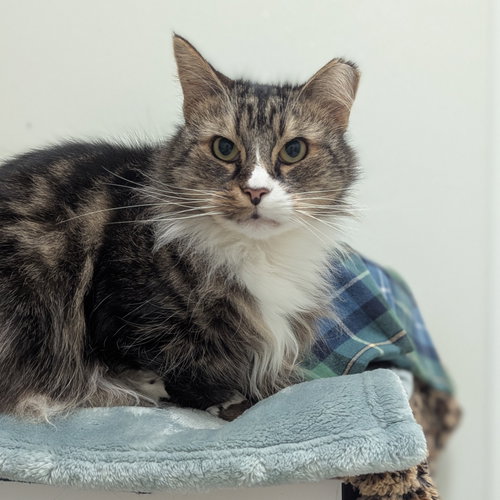 Peter, Senior Domestic Medium Hair, cat for adoption in Taunton, Massachusetts