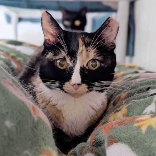 Lola, Senior Calico, cat for adoption in Taunton, Massachusetts