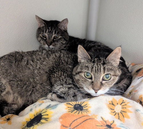 Serafino, Senior Domestic Short Hair, cat for adoption in Taunton, Massachusetts