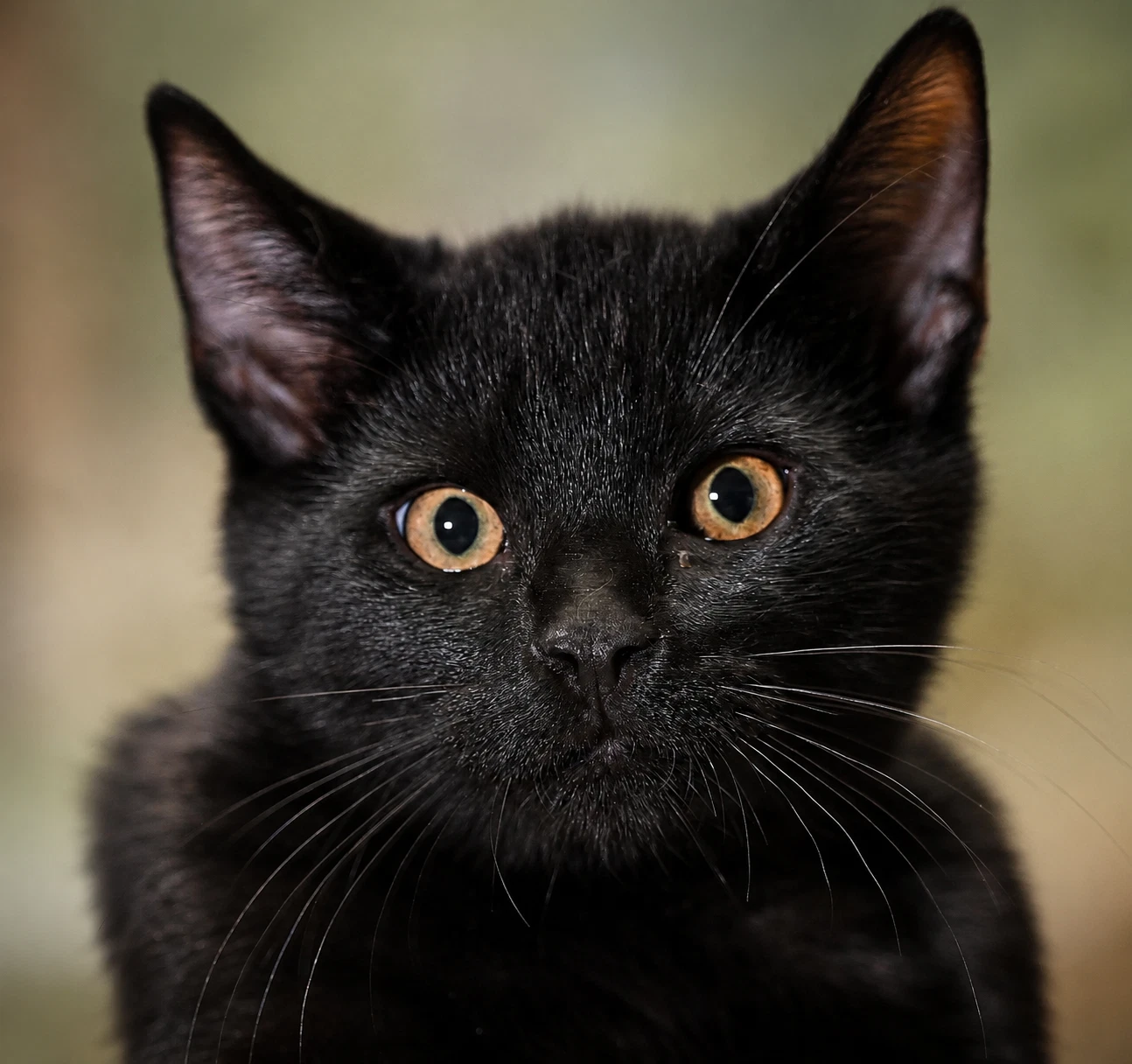 Kittens
