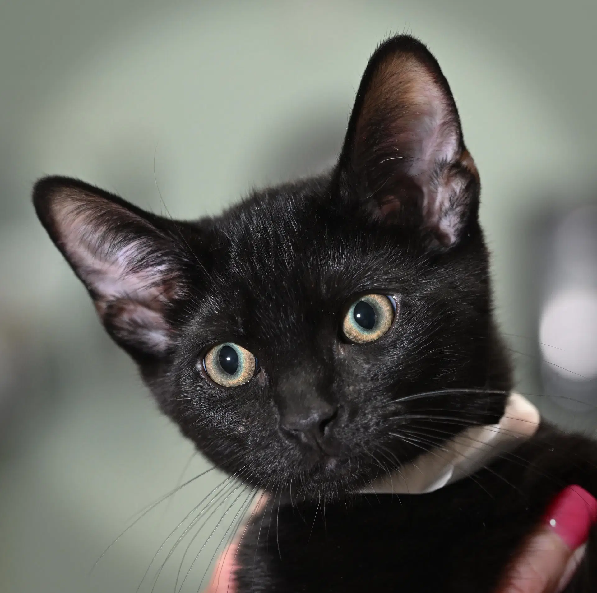 Kittens image 2