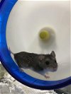adoptable Hamster in la, CA named AUNT BECKY