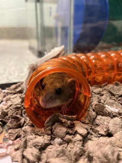 adoptable Hamster in Jamaica Plain, MA named TOMMY