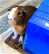 adoptable Guinea Pig in , MA named COCOA