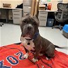 adoptable Dog in , MA named CHENCHO