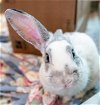 adoptable Rabbit in , MA named SNAP