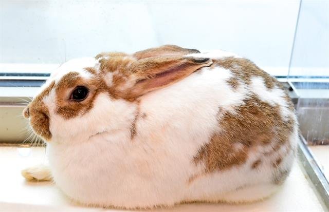 adoptable Rabbit in Jamaica Plain, MA named CRACKLE