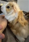 adoptable Guinea Pig in , MA named COTTON