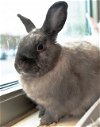 adoptable Rabbit in jamaica plain, MA named LEAH