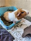 adoptable Guinea Pig in , MA named CHEEKS