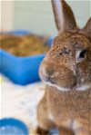 adoptable Rabbit in  named BUNJAMIN