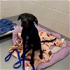 adoptable Dog in , MA named ROSE
