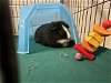 adoptable Guinea Pig in , MA named MR BUBBLE