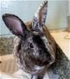adoptable Rabbit in , MA named OREO