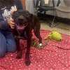 adoptable Dog in , MA named TULIP