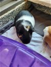 adoptable Guinea Pig in , MA named SANDY