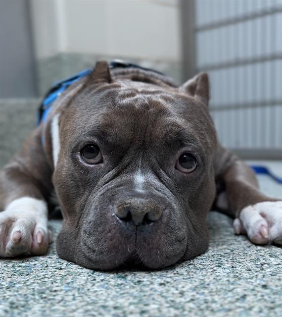 adoptable Dog in Jamaica Plain, MA named CHENCHO