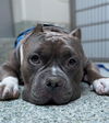 adoptable Dog in , MA named CHENCHO