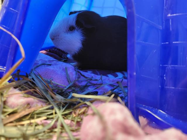 adoptable Guinea Pig in Jamaica Plain, MA named TUX