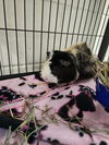 adoptable Guinea Pig in , MA named BROCK