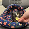 adoptable Guinea Pig in Jamaica Plain, MA named NOON