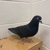 adoptable Bird in , MA named BABY