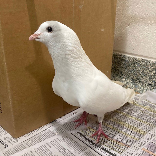 adoptable Bird in Jamaica Plain, MA named NORMAN