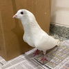 adoptable Bird in , MA named NORMAN